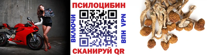 где купить   Моздок  Галлюциногенные грибы прущие грибы 